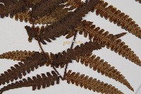 台灣黑桫欏藏品圖，第9張