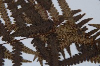 台灣黑桫欏藏品圖，第10張