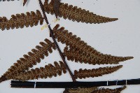 台灣黑桫欏藏品圖，第11張