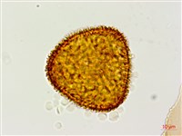 台灣黑桫欏藏品圖，第4張