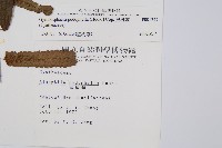 黑桫蕨藏品圖，第2張