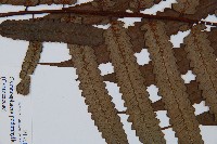 黑桫蕨藏品圖，第4張