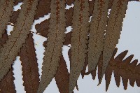 黑桫蕨藏品圖，第5張