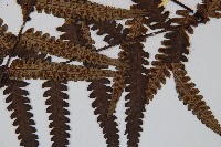 台灣黑桫欏藏品圖，第3張