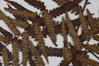 台灣黑桫欏藏品圖，第4張