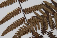 台灣黑桫欏藏品圖，第5張