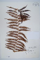 臺灣桫欏藏品圖，第1張