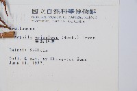 臺灣桫欏藏品圖，第2張