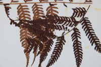 臺灣桫欏藏品圖，第3張