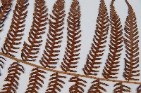 臺灣桫欏藏品圖，第5張