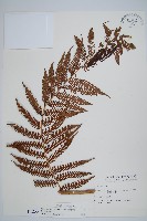 台灣桫欏藏品圖，第4張