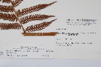 台灣桫欏藏品圖，第5張