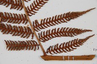 台灣桫欏藏品圖，第6張