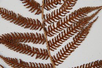 台灣桫欏藏品圖，第7張