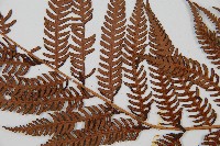 台灣桫欏藏品圖，第8張