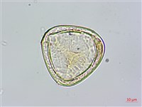 台灣桫欏藏品圖，第1張