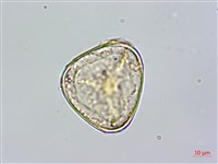 台灣桫欏藏品圖，第2張