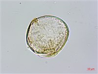 台灣桫欏藏品圖，第3張