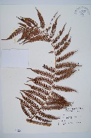 臺灣桫欏藏品圖，第1張