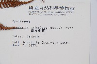 臺灣桫欏藏品圖，第2張