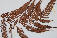 臺灣桫欏藏品圖，第3張