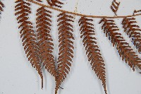 臺灣桫欏藏品圖，第4張