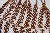 臺灣桫欏藏品圖，第5張