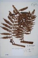 臺灣桫欏藏品圖，第1張