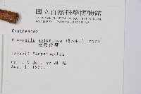 臺灣桫欏藏品圖，第2張