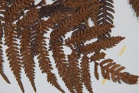 臺灣桫欏藏品圖，第3張