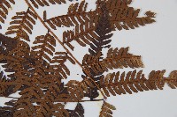 臺灣桫欏藏品圖，第4張