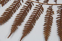 臺灣桫欏藏品圖，第5張