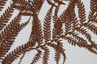 筆筒樹藏品圖，第3張