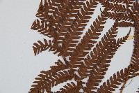 筆筒樹藏品圖，第4張