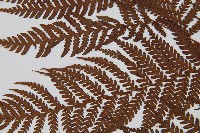 筆筒樹藏品圖，第5張