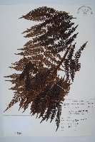 臺灣桫欏藏品圖，第1張