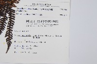 臺灣桫欏藏品圖，第2張