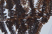 臺灣桫欏藏品圖，第3張