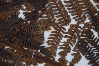 臺灣桫欏藏品圖，第4張