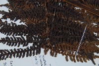 臺灣桫欏藏品圖，第5張