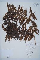 臺灣桫欏藏品圖，第1張