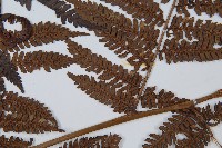 臺灣桫欏藏品圖，第4張