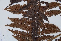 臺灣桫欏藏品圖，第5張