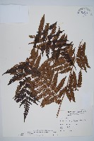 臺灣桫欏藏品圖，第1張