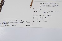 臺灣桫欏藏品圖，第2張