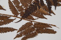 臺灣桫欏藏品圖，第3張