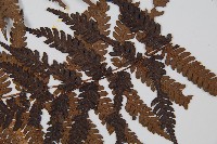 臺灣桫欏藏品圖，第4張