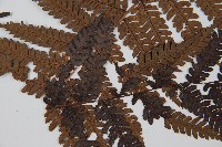 臺灣桫欏藏品圖，第5張