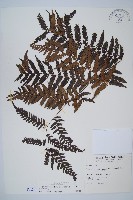 臺灣桫欏藏品圖，第1張