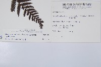 臺灣桫欏藏品圖，第2張